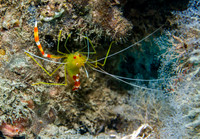 Golden Coral Shrimp