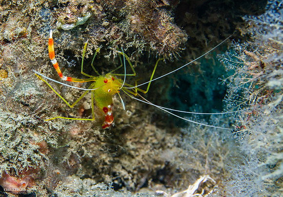 Golden Coral Shrimp