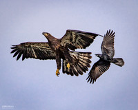 Learning to Fly with hazards