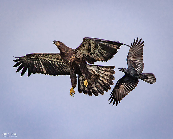 Learning to Fly with hazards
