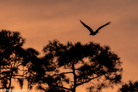 Florida Sunrise