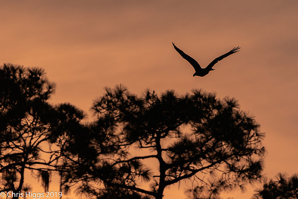 Do You Ever Wish You Could Just Fly Away