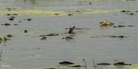 Florida Alligator - Feeding Frenzy