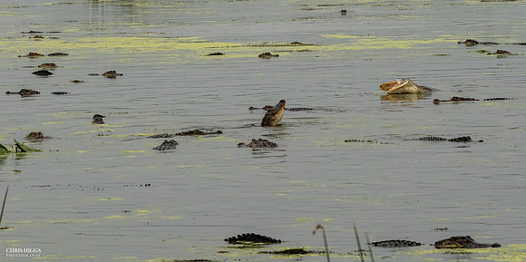 Florida Alligator - Feeding Frenzy