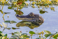 Young Alligator - Spring Birth
