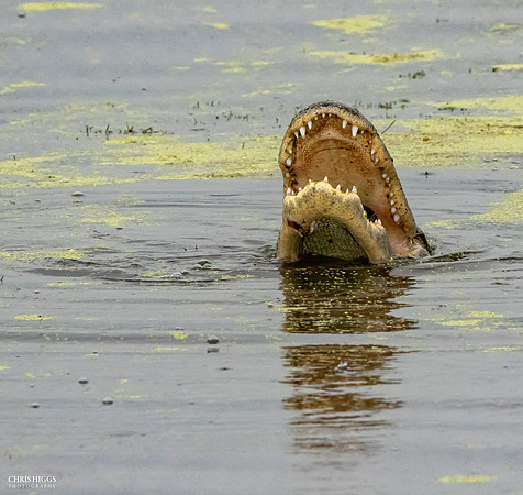 Florida Alligator - Mouth Wide Open