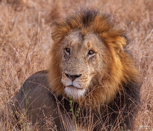 Posing Male Lions