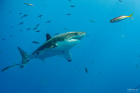 Great White - 2