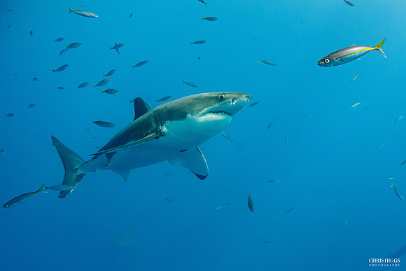 Great White - 2