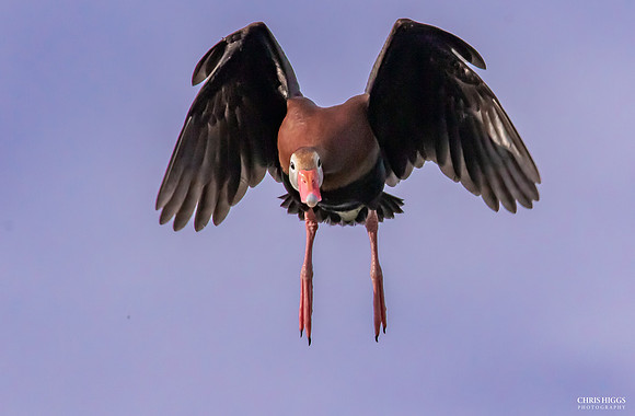 Black Bellied Whistling Duck (1)
