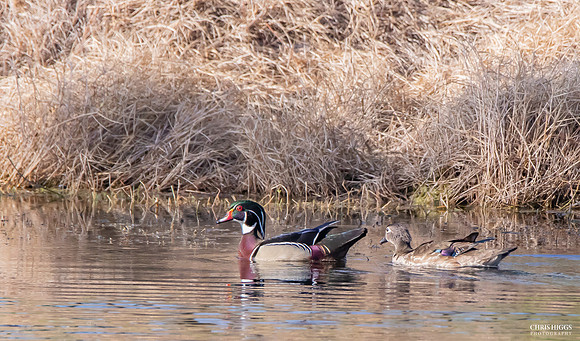 Wood  Duck Male  (3)