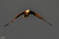 Wide Span