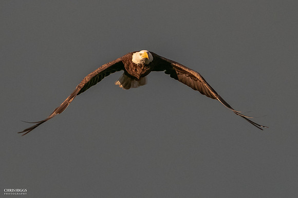 Wide Span
