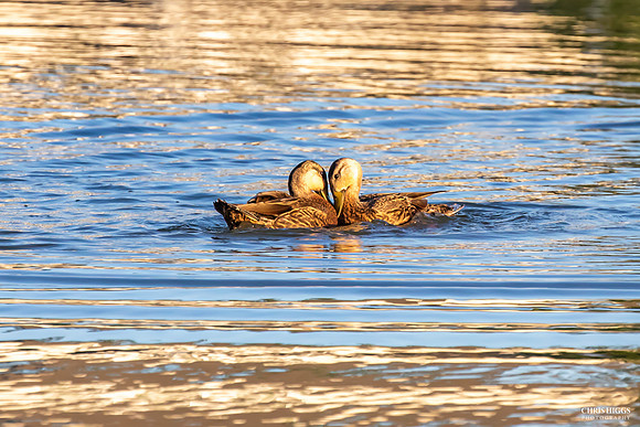 Lovers - Mottled Ducks