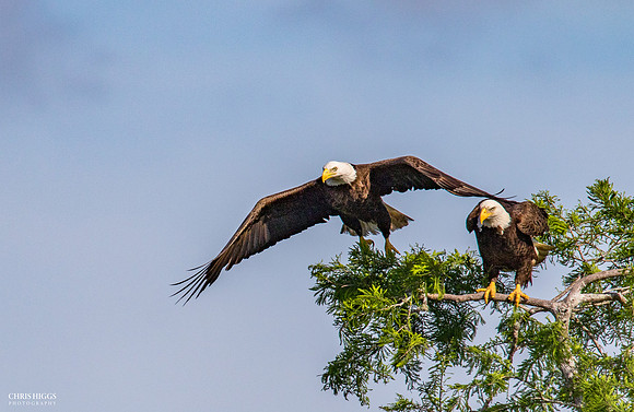 Adult Pairs