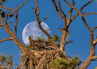Juvenile Bald Eagle at Moonset