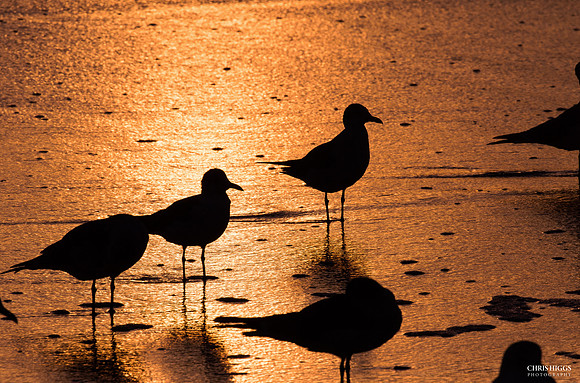 Ormond Winter Sunrise -3