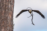 Nest Builder