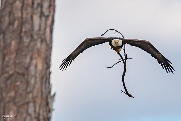 Nest Builder