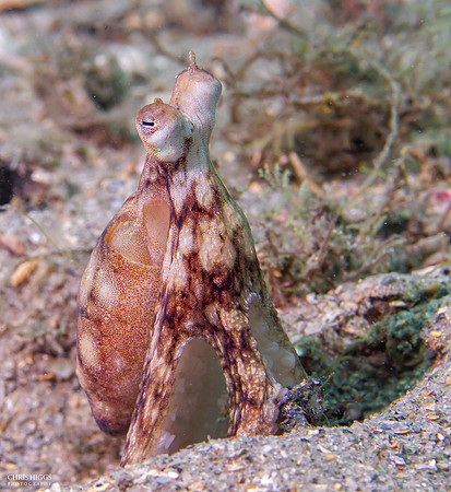 Atlantic Longarm Octopus