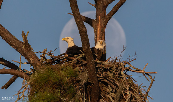 Moonset FL Bald Eagle