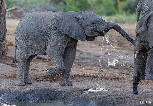 Baby Bath - Elephant