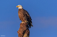 Adult Female - Orlando Wetlands