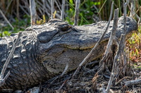 Florida Alligator Winter Sun