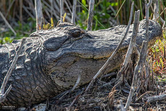 Florida Alligator Winter Sun