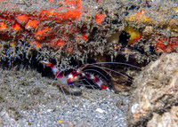 Banded Coral Shrimp