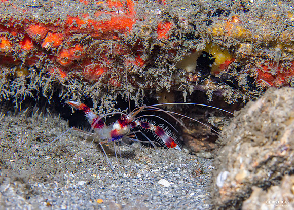 Banded Coral Shrimp