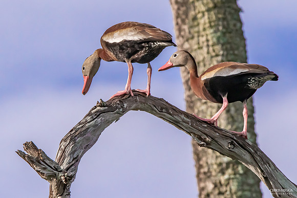Black Bellied Whistling Duck (7)
