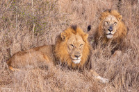 Leaders of the Pride - 2