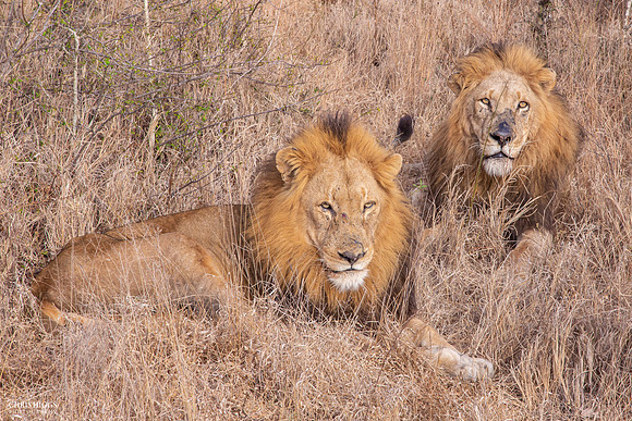 Leaders of the Pride - 2