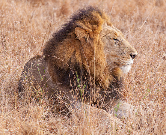 King at Watching Over - Male Lion