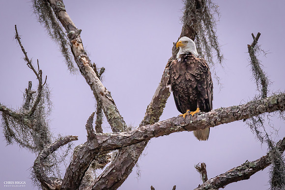 Adult Male - Lake George