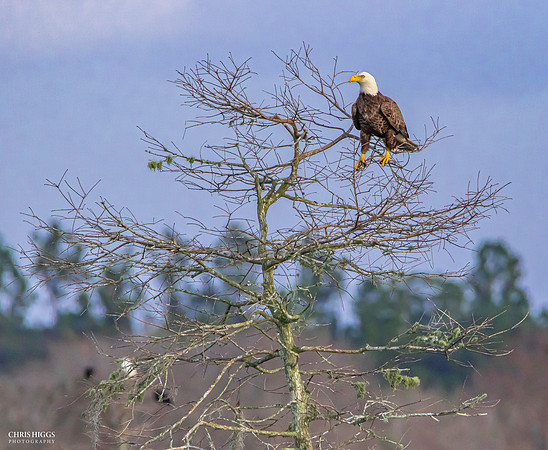 Yong Adult - Orlando Wetlands