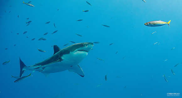 Great White - 1