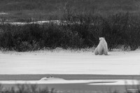 Lonely Polar Bear