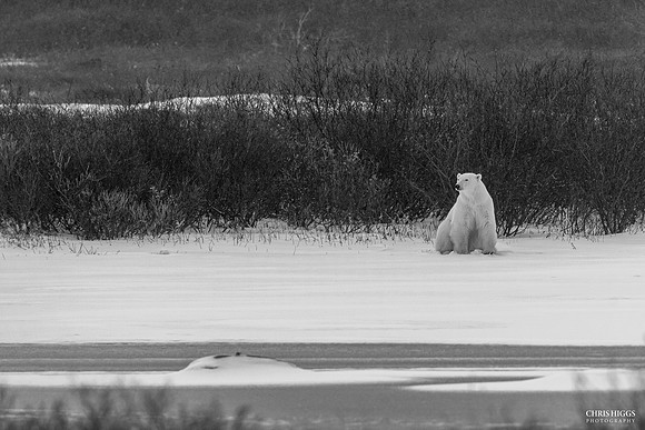 Lonely Polar Bear