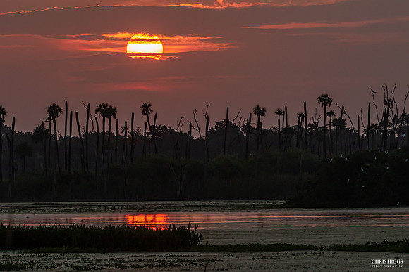 Orlando Wetlands Summer - 3