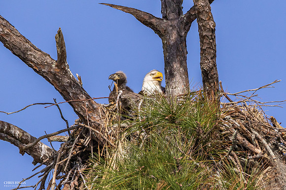 Bonnie and Eaglet