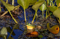 Frogs and Toads
