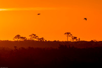Looks Like Africa