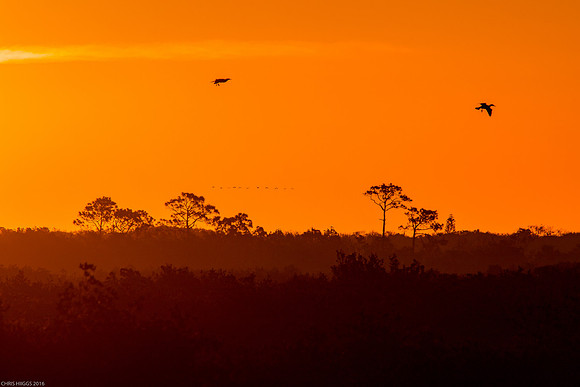 Looks Like Africa