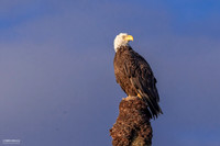 Adult Male - Orlando Wetlands -2