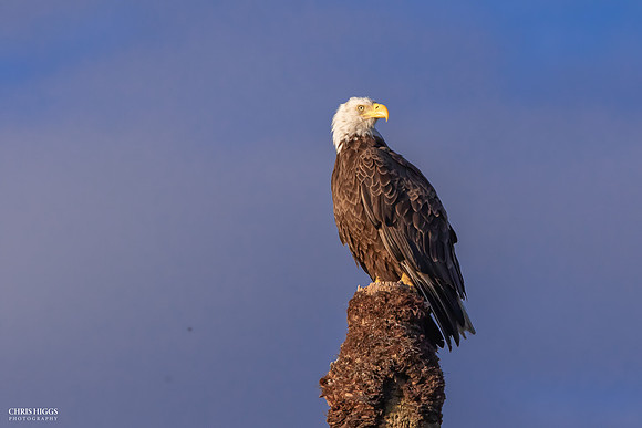Adult Male - Orlando Wetlands -2
