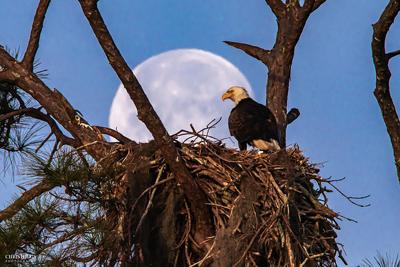 Nest Building Under the Moon - Bald Eagle