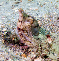 Octopus - 3
