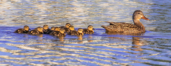Keep Your Wood  Ducks in a Row